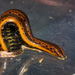European Medicinal Leech - Photo (c) mgreilhuber, some rights reserved (CC BY-NC), uploaded by mgreilhuber