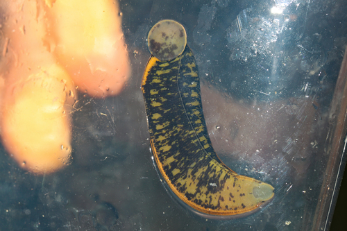 European Medicinal Leech, photo 4 of 7