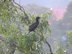 Phalacrocorax fuscicollis