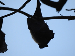 Pteropus giganteus