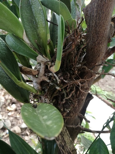 Rhyncholaelia glauca, photograph 2