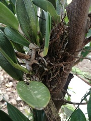 Rhyncholaelia