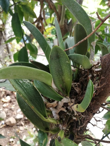 Rhyncholaelia glauca, photograph 3