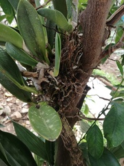 Rhyncholaelia