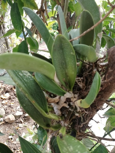 Rhyncholaelia glauca, photograph 5
