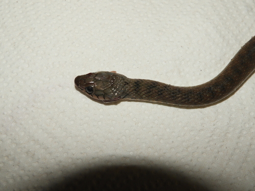 Common keelback sighting