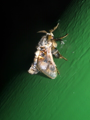 Paleophobetron perornata