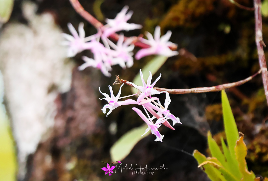 Dendrobium rantii J.J.Sm.