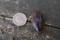 Dytiscus semisulcatus
