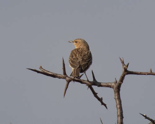Pink-breasted Lark (Calendulauda poecilosterna), photo 2