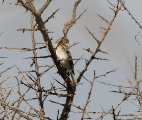 Yellow-spotted Bush Sparrow (Gymnoris pyrgita), photo 2