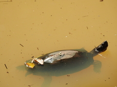 Melanochelys trijuga