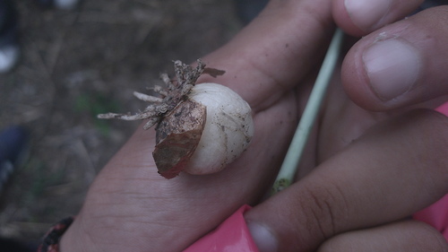 Eucrosia bicolor, photograph 3