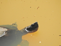 Melanochelys trijuga