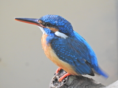 Alcedo atthis