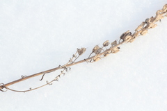 Aconitum barbatum