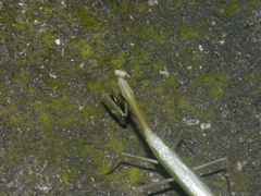 Stagmomantis theophila