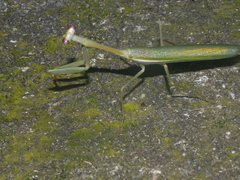 Stagmomantis theophila