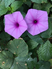 Ipomoea setifera