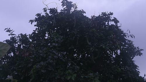 Inga spectabilis (Inga spectabilis)