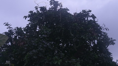 Inga spectabilis