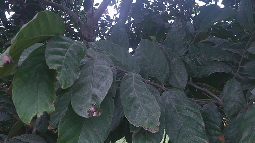 Inga spectabilis, photograph 2