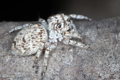 Tusitala