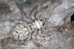 Tusitala