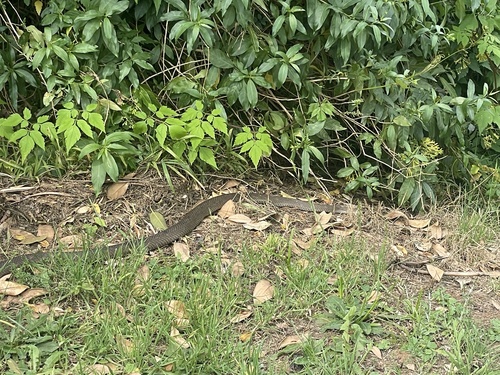 Eastern Brown Snake sighting