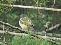 Leptopogon superciliaris