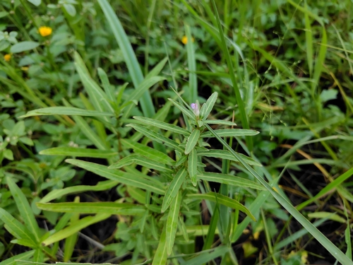 Hygrophila salicifolia iNat (2)
