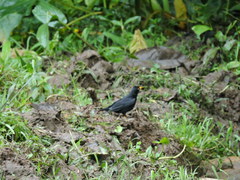 Turdus leucops
