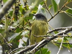 Mionectes striaticollis