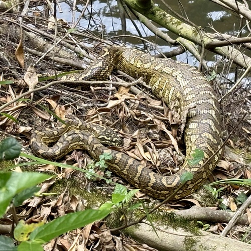 Coastal Carpet Python sighting