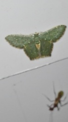 Chloropteryx