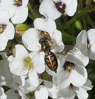 Unknown species found near The Morton Arboretum, 4100 IL-53, Lisle, IL 60532, USA