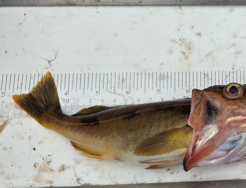 Rockfish (Sebastes hopkinsi) — Sebastidae — 3