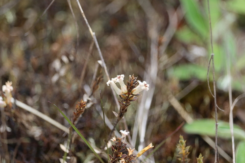 Styphelia nesophila observed 2025-11-08