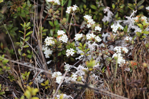 Pimelea prostrata observed 2025-11-08