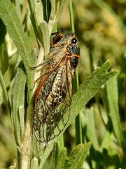 Neoplatypedia constricta