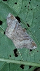 Thysanopyga casperia