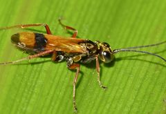 Sphictostethus calvus