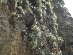 Hechtia matudae