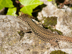 Catalonian Wall Lizard photo 4