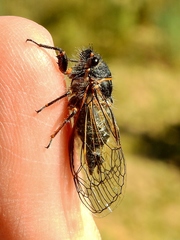 Neoplatypedia constricta