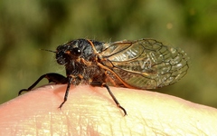 Neoplatypedia constricta