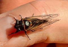 Neoplatypedia constricta