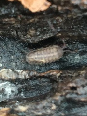 Armadillidium nasatum