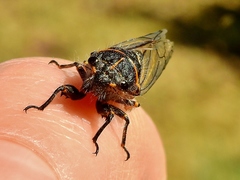 Neoplatypedia constricta