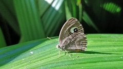 Mycalesis junonia